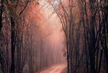 天涯社区和天涯论坛：一个网上的大家庭